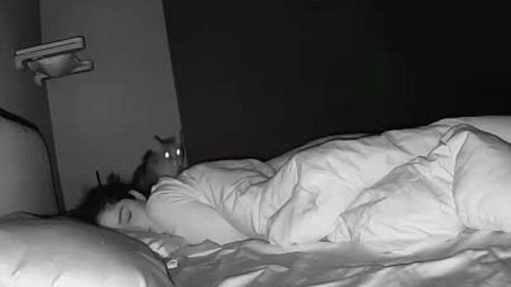 Кошка приходит к хозяину по ночам