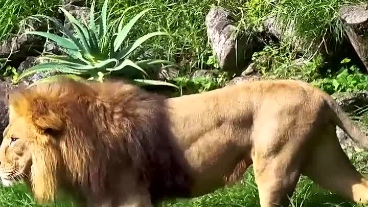 Царь зверей на самом деле не лев, а тигр