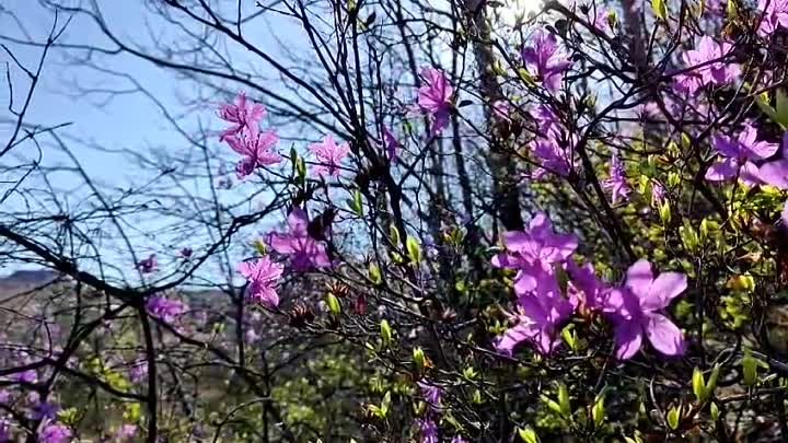 Верхняя Эконь - весна (видео Германа Гейкер)