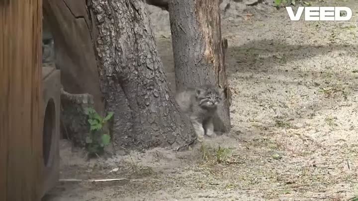 Котята манулов в Новосибирском зоопарке. Сергей Ильтяков