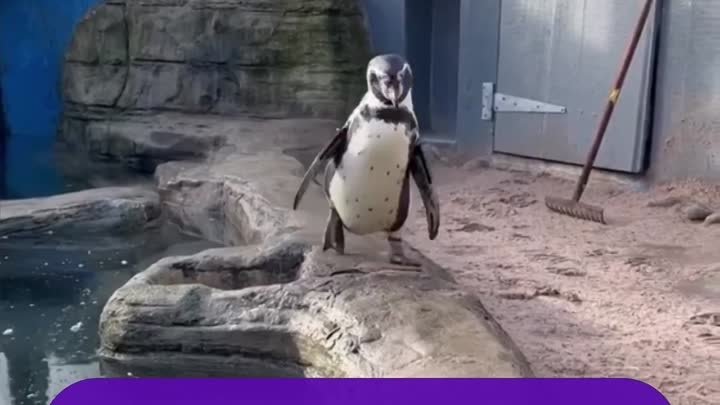Дружба пингвина и смотрителя зоопарка