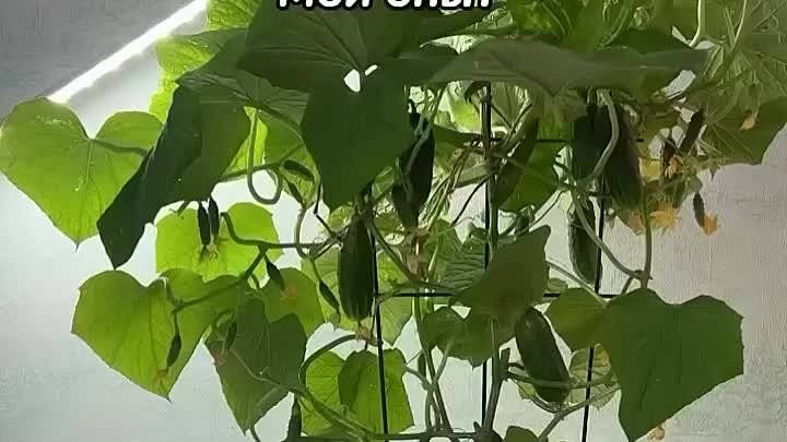 Огурцы для выращивания в горшках