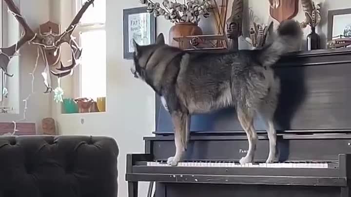 собака на пианино