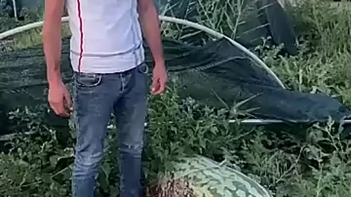Мега большой арбуз