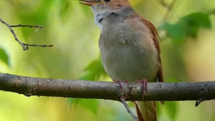 Как поёт соловей ☺