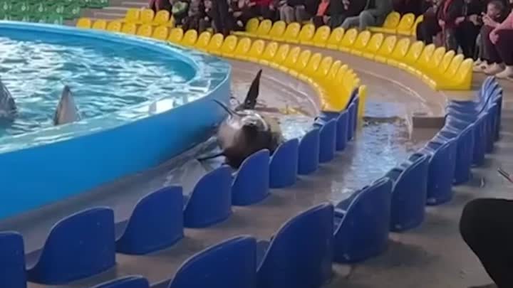 Помогли дельфин вернуться в воду