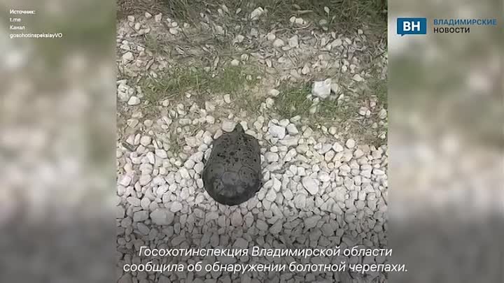 Во Владимирской области обнаружили несвойственную региону черепаху