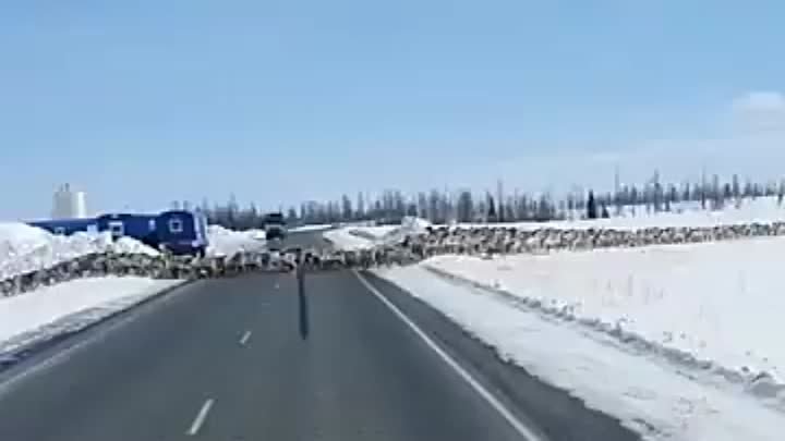 Огромное стадо северных оленей переходит дорогу. Россия.