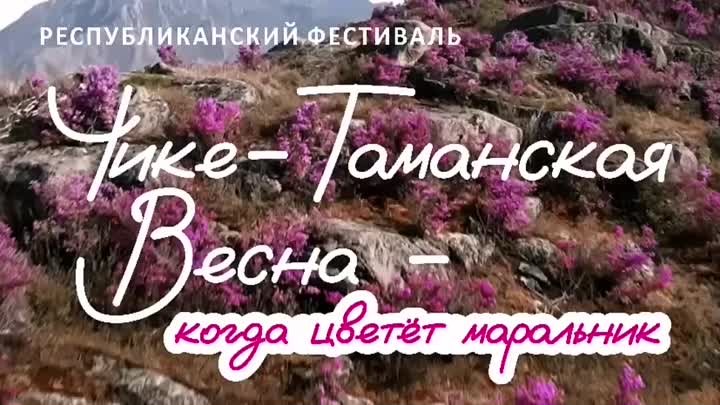 Чике-Таманская весна