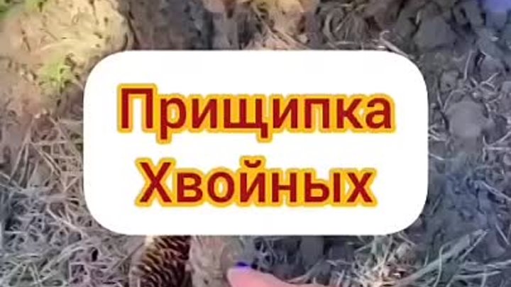 Записки дачника