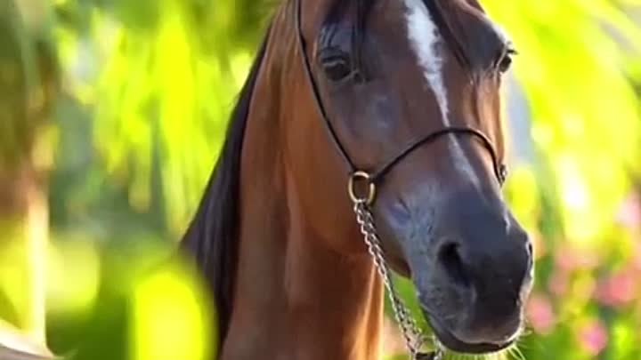 Арабская лошадь. Гнедая масть.
