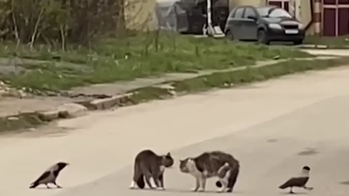 _Коты попытались устроить дуэль в Перми