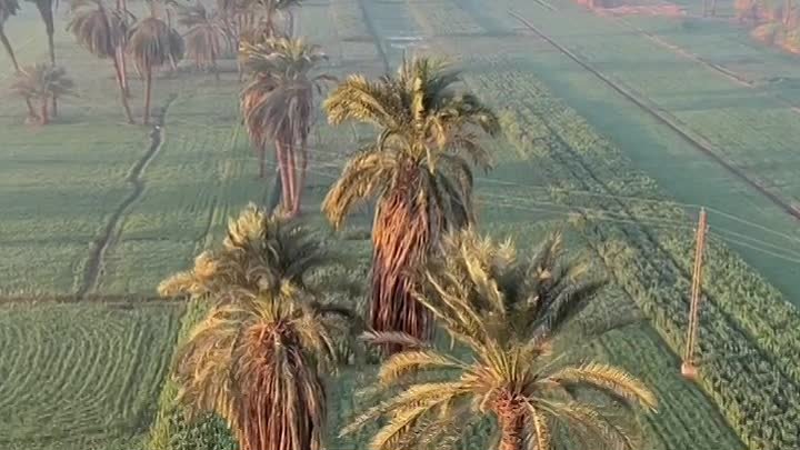 Финиковые пальмы Египта