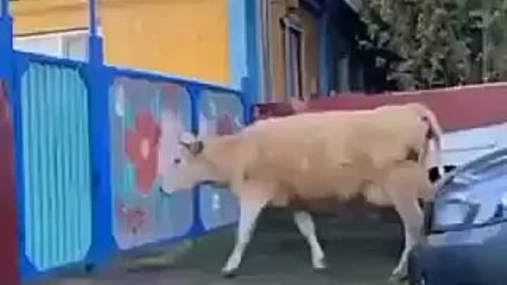 Самостоятельная корова