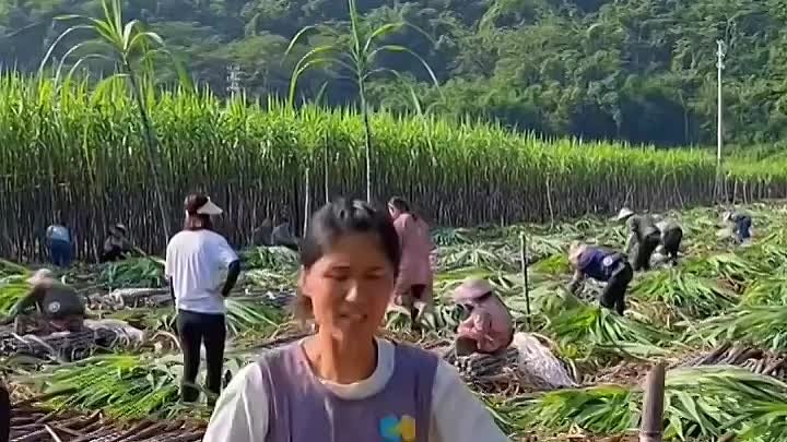 Сбор урожая сахарного тростника