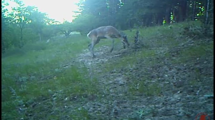 Бой благородного оленя с кустом сняли на видео в Хопёрском