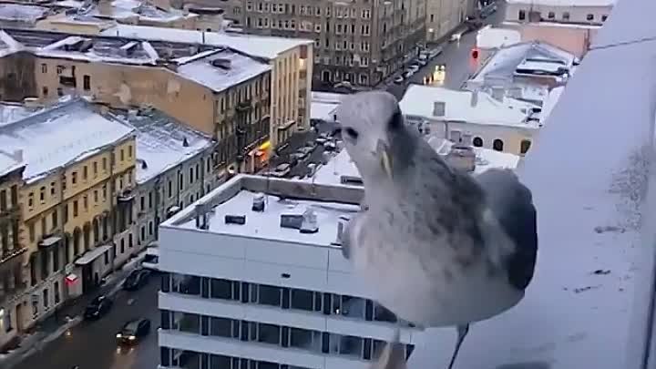 Чайка в Петербурге