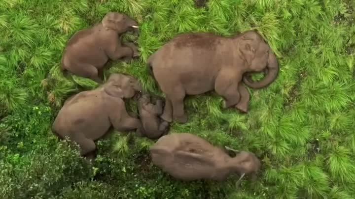 Спящая семья слонов