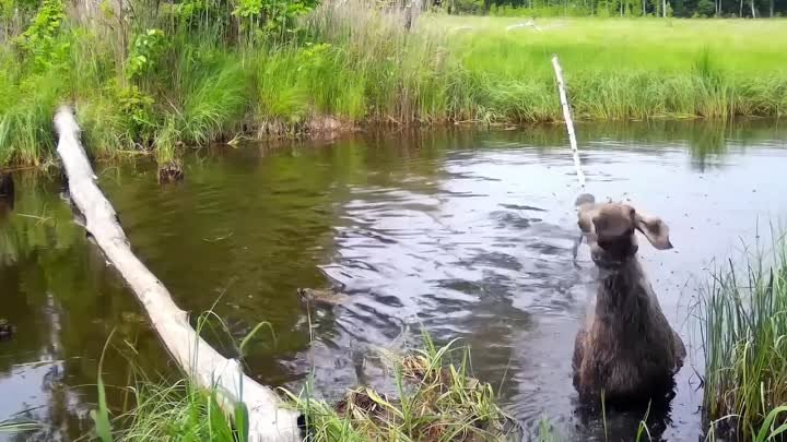 лось в Хинганском заповеднике