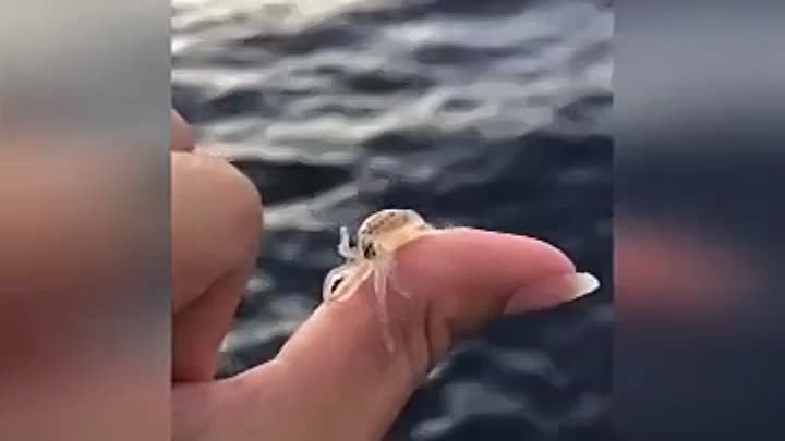 Octopus Wolfi — самый маленький осьминог в мире.