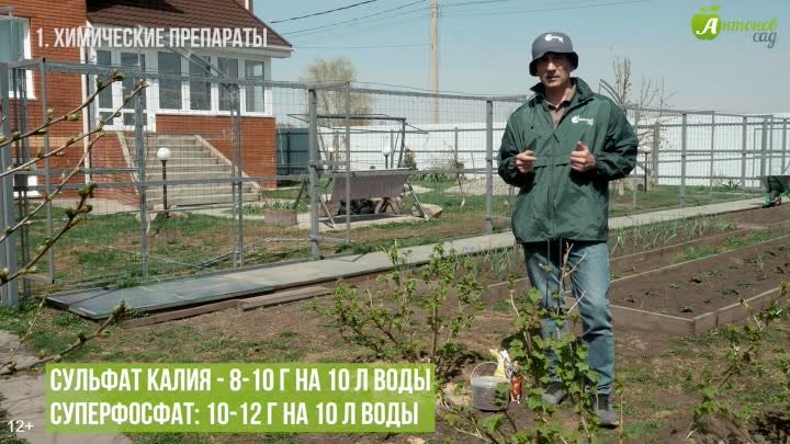 Первая подкормка смородины весной. Чем подкормить смородину весной_