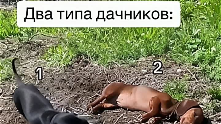 Есть 2 типа дачников