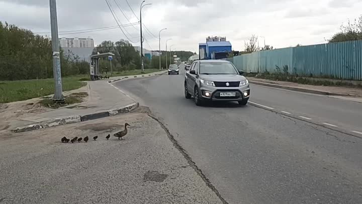 Водители пропустили маму-утку с утятами через дорогу