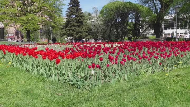 Парковка ретроавтомобилей.