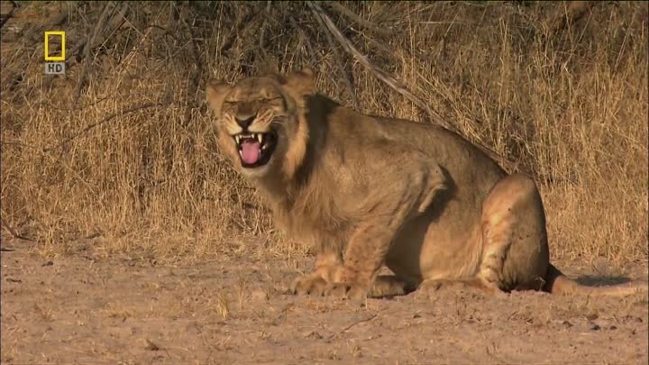 National Geographic. Львы-хулиганы / Lions Behaving Badly / 2005