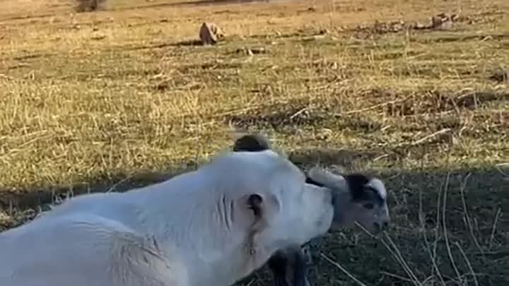 СКОЛЬКО ЛЮБВИ И УМИЛЕНИЯ В ДУШЕ ОТ ЭТОГО ВИДЕО ...❤️❤️❤️