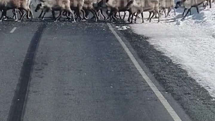 Северные олени переходят дорогу
