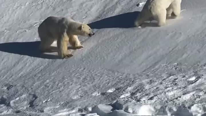 Снежные забавы полярных медведей.