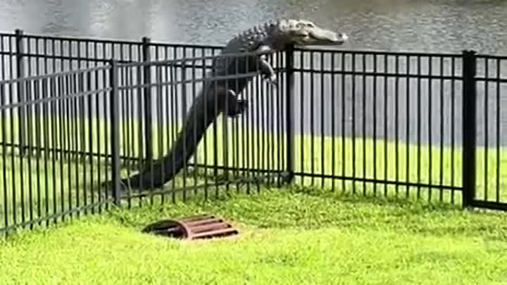 Спортивный крокодил  🐊