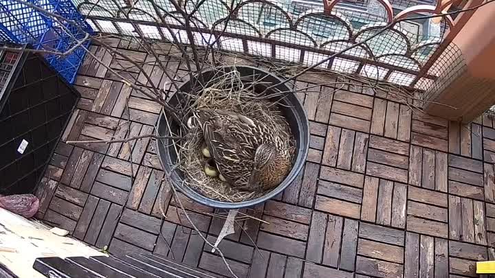 Уточка вывела птенцов на балконе ЖК в Химках.
