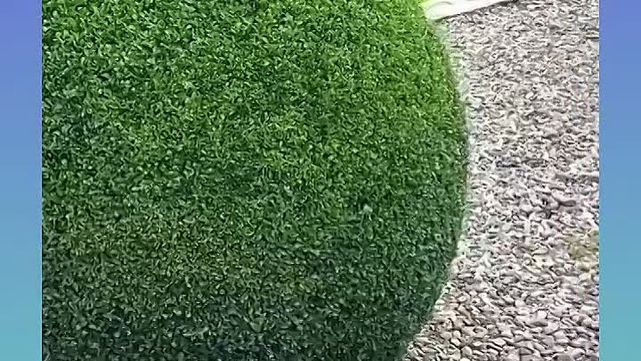 Идеальный зеленый куст-шар