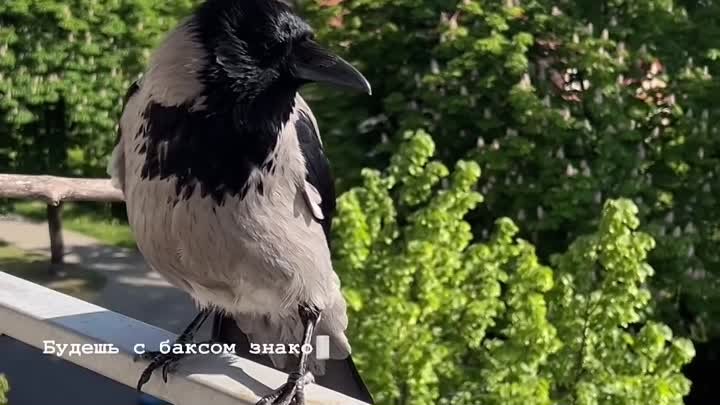 Кот Баксик и вороны Валя и Валера. Сегодня.