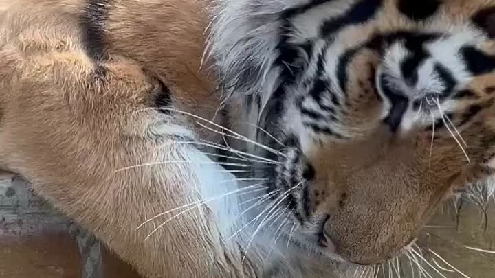 Тигр Зевс из Ленинградского зоопарка наслаждается водичкой