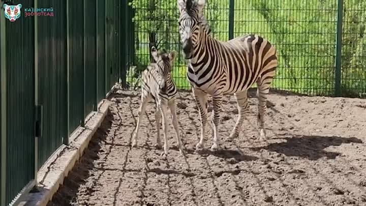 Жеребёнок зебры впервые родился в Казанском зоопарке