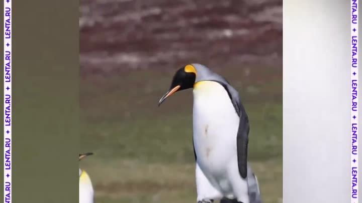 Путь пингвина