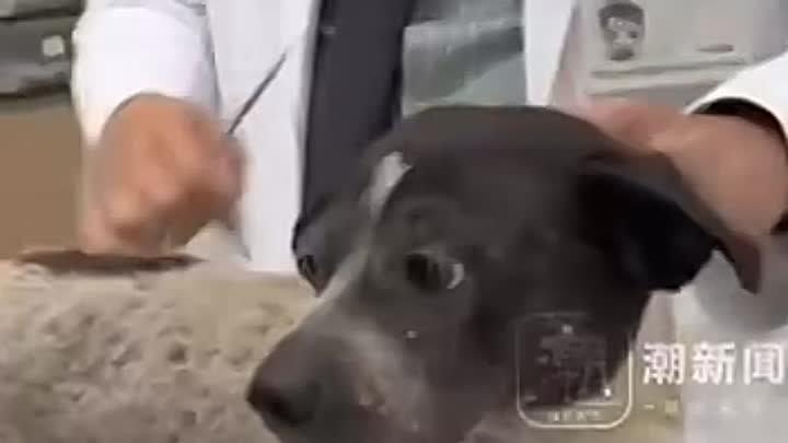 В Китае появился новый герой.Бездомный пёс по кличке «Хуэй Хуэй» из  ...