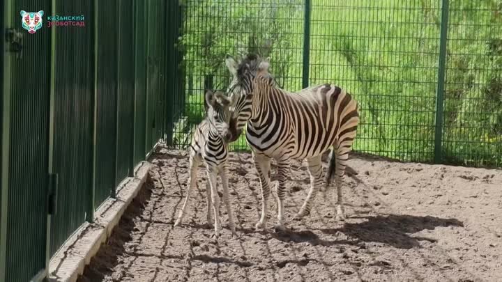 В зоопарке Казани у зебр впервые родился жеребенок