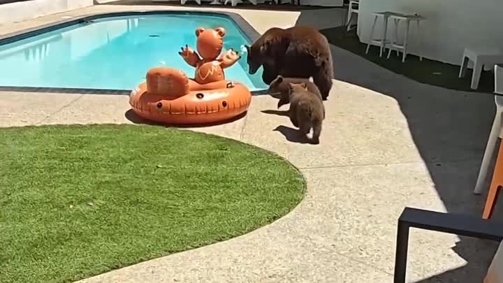 Медведица купается в бассейне