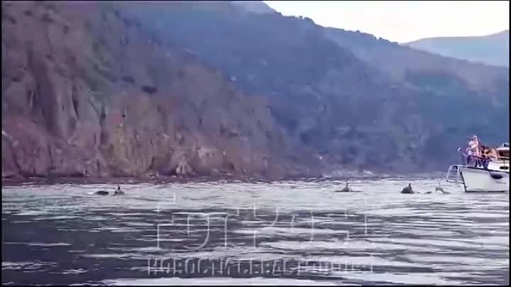 Дельфины в Балаклаве