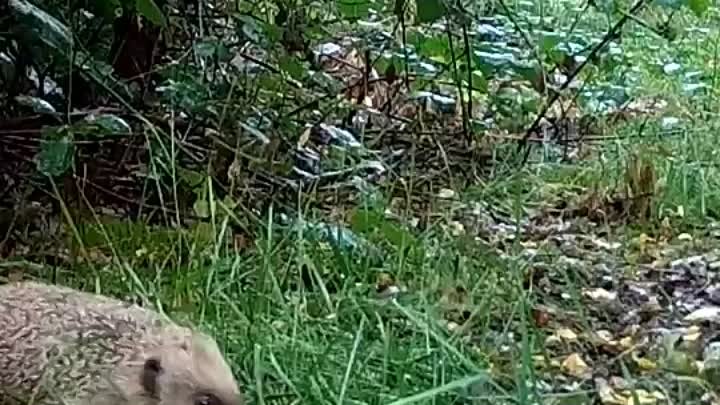 Камера на тропинке в лесу