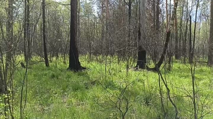 Зигальга. Два лося гуляют по лесу