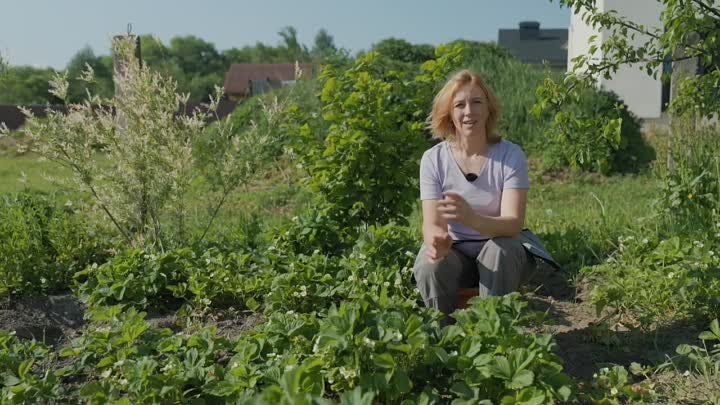 ВСЕГО 1 ЛОЖКА ПОД КЛУБНИКУ! Внесите во время цветения под куст, и он ...