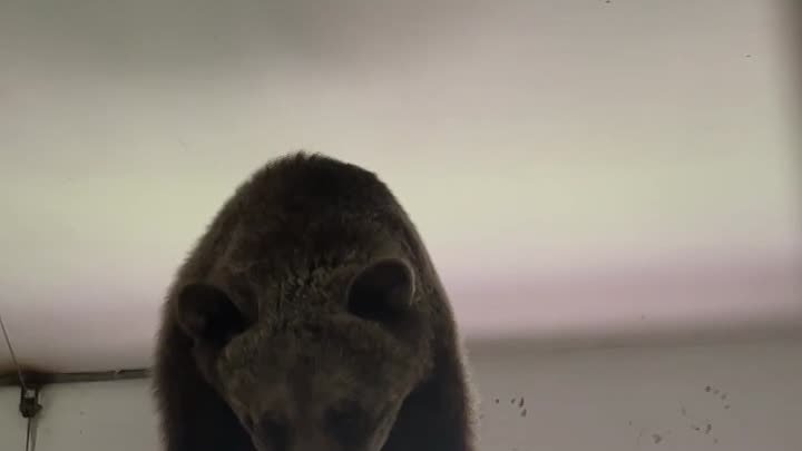 Видео от Белгородского зоопарка