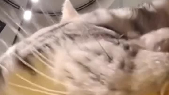 кот ест кукурузу видео