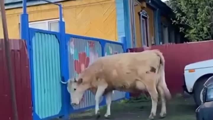 В Башкирии корова сама открывает калитку и идёт домой.