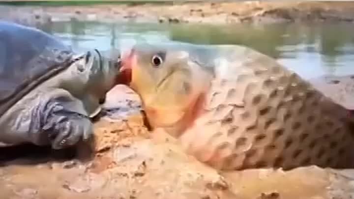 Черепаха спасла рыбу! Просто невероятно!